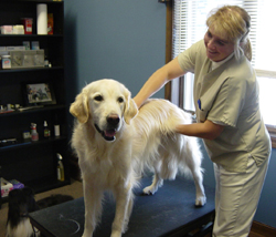 Angela Erckson-Greco, DVM with dog chiropractic patient, Woody