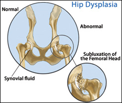 pet hip dysplasia stem cell treatment, Connecticut Veterinarian