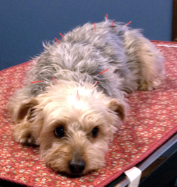 Dog acupuncture patient, Connecticut Canine Acupuncture Veterinarian