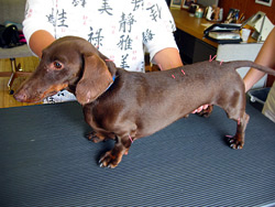 Canine Acupuncture Treatment: Dachshund
