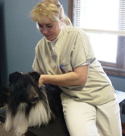 Angela Erickson, DVM with dog chiropractic patient, Connecticut Veterinarian