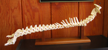 Animal Spine, Dog Chiropratic Vet, Cat Chiropractic Vet, Connecticut