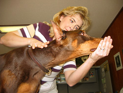 Dr. Angela Greco: Veterinary - Dog: Chiropractic Examination: Doberman Pinscher