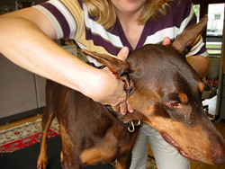 Dr. Angela Erickson: Veterinarian - Canine: Chiropractic Adjustment: Doberman Pinscher