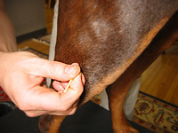 Dog Acupuncture Vet in Connecticut