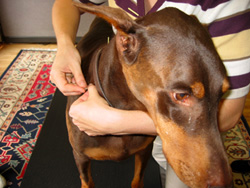 Dog Acupuncture Veterinarian in Connecticut