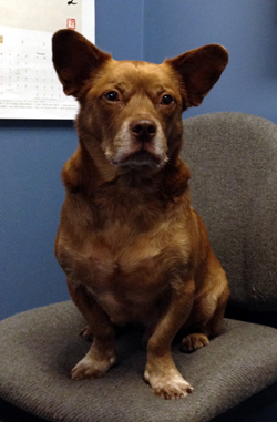 Hershey, a happy dog, veterinary chiropractic & acupuncture patient, Litchfield, Connecticut Veterinarian