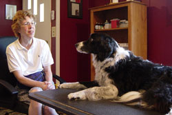 Canine Veterinary Consultation